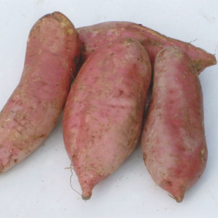 2014年高州番薯 小红薯 新鲜番薯 无污染地瓜  10斤起大部分包邮
