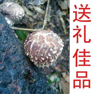 椴木花菇 香菇干货 原生态类野生 肉厚 不剪根  年货送礼