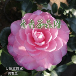 名贵茶花苗  七仙女茶花1-4年苗盆栽  同株可开多种花色 品种保证
