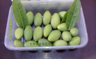 包邮榄之香药用檀香 青橄榄新鲜青果 最优质品种现摘正品