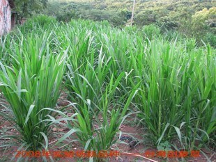 台湾甜象草-产量与皇竹草相当适口性超越皇竹草 越高产牧草
