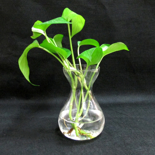 水培水养 玻璃风信子花瓶 水培玻璃花瓶 水培花瓶厂家大量批发价