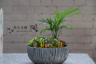 合肥苏子木棉苔藓微景观桌面防辐射创意盆栽绿植物DIY礼物新品