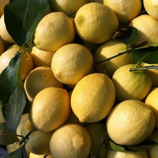 四川安岳新鲜黄柠檬优质一级果大果一斤3-5个全国批发
