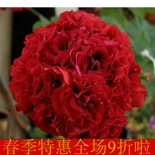 现货花苗 直立重瓣玫瑰花型天竺葵 红漫步 中苗1株