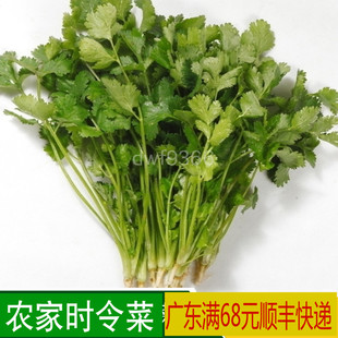 广东粤北农家 香菜 新鲜蔬菜 有机肥种植 现摘发货 火锅材料500克