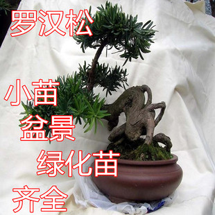 盆栽罗汉松 罗汉松小 罗汉松盆景绿化罗汉松苗规格齐全价格优惠