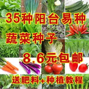 35种蔬菜种子秋季套餐 易种阳台种菜盆栽青菜籽 冬季四季播包邮