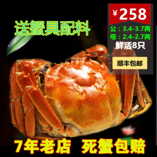 现货正宗阳澄湖大闸蟹 3.4-3.7两公 鲜活水产螃蟹8只装礼盒装团购