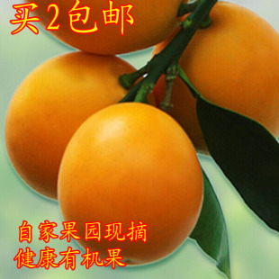 应季时令新鲜水果融安金桔传统金钱桔金橘油桔金钱橘桔子广西特产