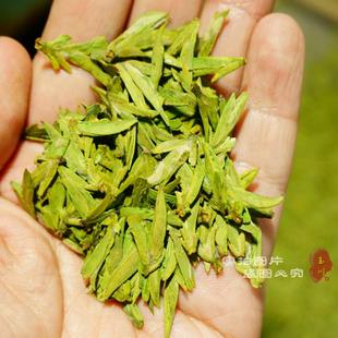 2016年新茶 茶叶 绿茶明前特级 高山绿茶 头采嫩芽 茶农直销250g