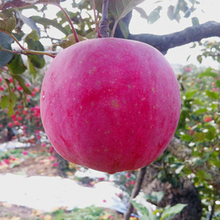 山东烟台栖霞红富士苹果有机自产新鲜水果现摘包邮一箱75#9.5斤