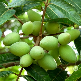 最是孕味的橄榄，来自中国橄榄之乡农家果园，孕妇可放心吃的水果