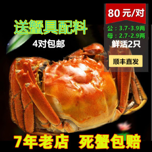 现货正宗阳澄湖大闸蟹3.7-3.9两公 鲜活水产螃蟹雌雄对蟹礼盒团购
