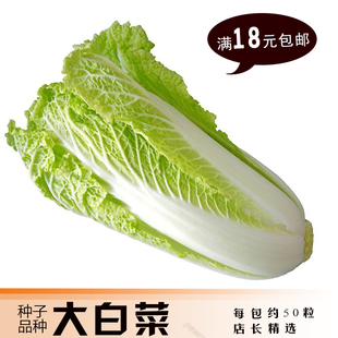 满18元包邮 蔬菜种子 大白菜 白菜种子 包心菜 黄芽菜