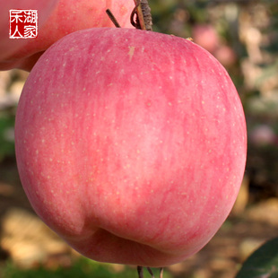 新鲜苹果水果正宗山东烟台苹果栖霞红富士山地大苹果10斤礼盒装