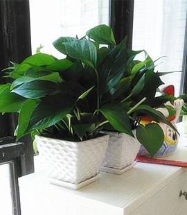 小绿萝吊兰桌面特价盆栽 植物花卉净化空气吸甲醛防辐射深圳