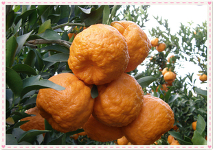 江西特产 赣南碰柑 农产品自种 5斤装 更好吃的水果