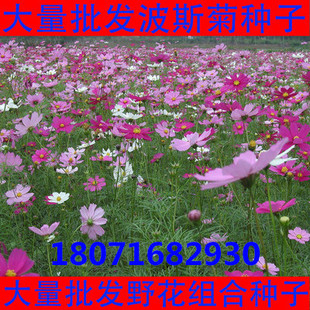 花卉种子波斯菊种子 高杆矮杆波斯菊种子野花组合 格桑花种子混色