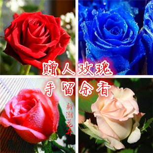 精品盆栽玫瑰花苗 红玫瑰 蓝色妖姬 观赏玫瑰 食用玫瑰 当年开花