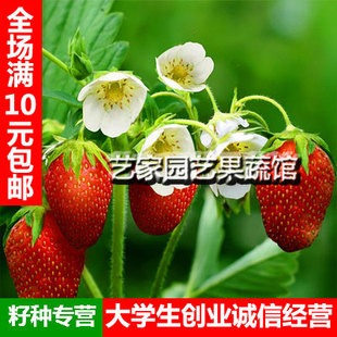 盆栽花卉水果白红草莓种子 阳台春播种子100粒装蔬菜蔬果树种子