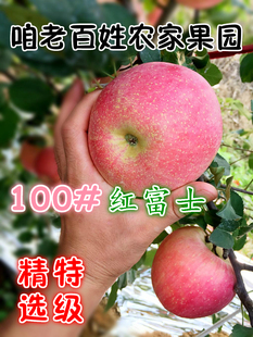 烟台苹果新鲜水果山东栖霞红富士有机纯天然冰糖心苹果7个100#5斤
