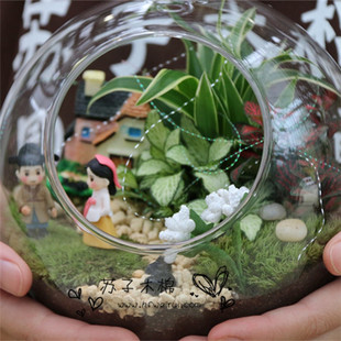 合肥苏子木棉玻璃瓶苔藓微景观桌面防辐射创意盆栽绿植物DIY礼物