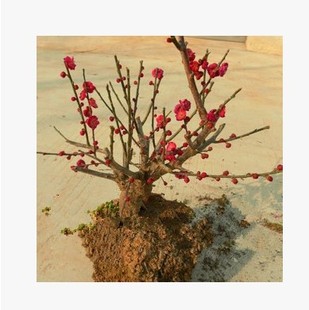 高档盆景花卉 红梅花苗树桩 盆景红梅 腊梅盆栽 梅花当年开花实拍