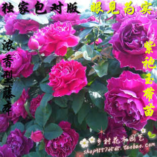 室内阳台盆栽花卉紫袍玉带月季花苗 玫瑰花苗 玫瑰花 带花苞发货