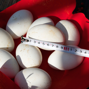 大福庄农庄直供 新鲜超大鹅蛋 十个装包邮特惠 散养就是不一样