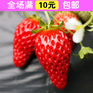 草莓种子 盆栽草莓 四季可种 阳台种菜蔬菜水果种子 观赏/食用