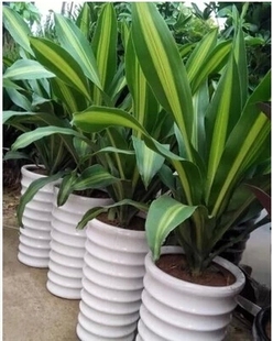 室内客厅大型绿植盆栽花卉植物 耐阴也门铁巴西铁净化空气吸甲醛