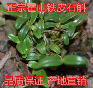 中国珍贵稀有药材   铁皮石斛   霍山石斛   铁皮枫斗种子 种苗