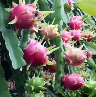 火龙果种子花卉盆栽水果种仙人掌仙人果种子防辐射多肉植物花种子