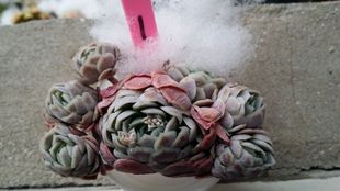 韩国多肉植物 日系冰梅 1号7头  群生多头美肉 状态佳  实物如图