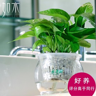 如水绿萝吊兰盆栽 室内创意绿植水培植物整套 办公室净化空气花卉