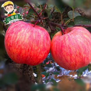 山东烟台栖霞红富士苹果吃的新鲜水果一箱包邮80#15只装