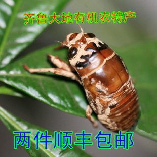 2016新鲜知了猴 金蝉子爬蝉 唐僧肉蝉蛹1斤100个左右2份顺丰包邮