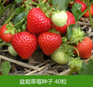 四季结果草莓种子40粒装 阳台盆栽蔬菜种子 水果蔬菜籽