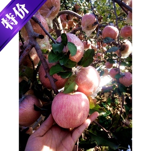红富士苹果苗当年结果苹果苗南方北方种植批发盆景植物果树苗包邮