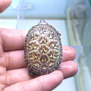 中华草龟人气乌龟活体ba龟墨西哥巨蛋龟大麝香龟墨蛋人工苗