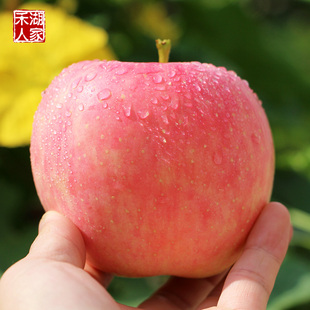 新鲜苹果水果正宗山东烟台苹果栖霞红富士苹果礼盒10斤80包邮特产