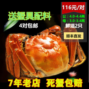 现货正宗阳澄湖大闸蟹4.0-4.4两公 鲜活水产螃蟹雌雄对蟹礼盒团购