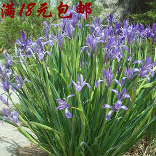马兰花种子 蓝色马蔺蝴蝶兰花植物盆栽易种四季播多年生