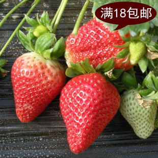 200粒四季结果草莓种子 红白黑蓝家庭盆栽 美容阳台水果蔬菜籽