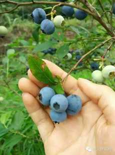 临海西溪蓝莓原生态半野生蓝莓