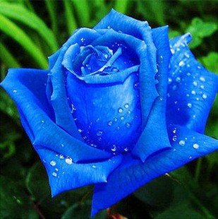 【蓝色玫瑰】玫瑰花苗花卉绿植物室内外盆栽景 蔷薇月季科树状