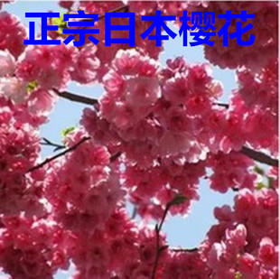 进口日本樱花种子 双重花瓣日本樱花树种子