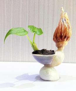 【桌面调味品】贝壳创意DIY小花台