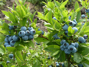 蓝莓果树盆栽苗 兔眼蓝莓苗蓝莓果树苗 蓝莓树苗 庭院果树